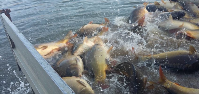 Poribljavanje jezera