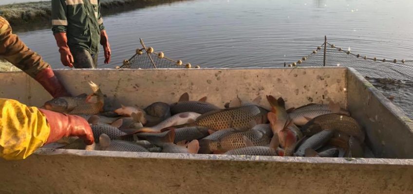 Događanja u društvu kroz 2017. godinu – Poribljavanja