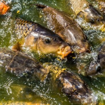 OBAVIJEST – Poribljavanje Zima 2025