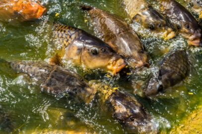 OBAVIJEST – Poribljavanje Zima 2025